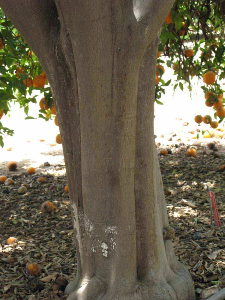            Bark (Riverside, CA)   